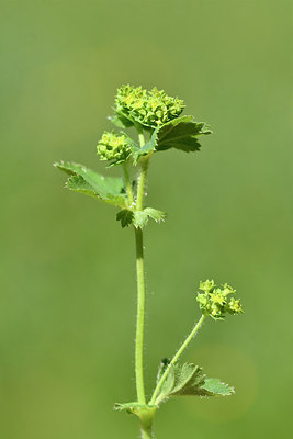 BUITEN BEELD Foto: 297945