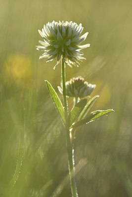 BUITEN BEELD Foto: 297954