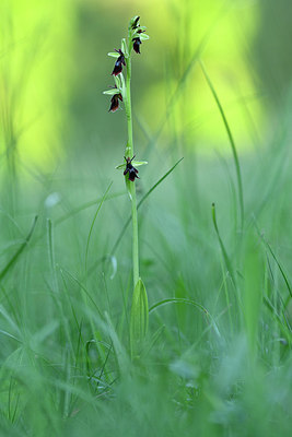 BUITEN BEELD Foto: 297958