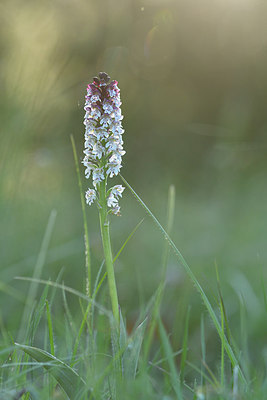 BUITEN BEELD Foto: 297959