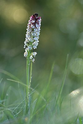BUITEN BEELD Foto: 297960