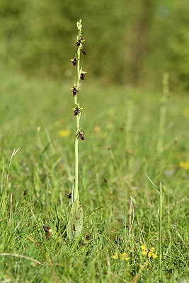 BUITEN BEELD Foto: 297964