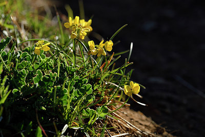 BUITEN BEELD Foto: 297970