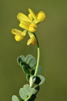 BUITEN BEELD Foto: 297973