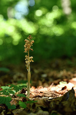 BUITEN BEELD Foto: 298000