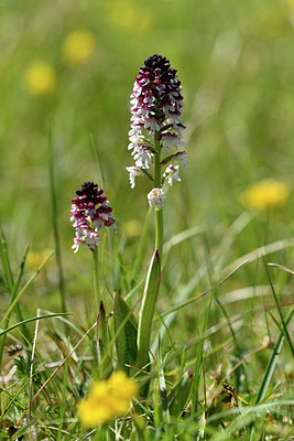 BUITEN BEELD Foto: 298002