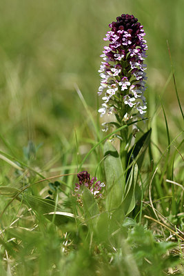 BUITEN BEELD Foto: 298005
