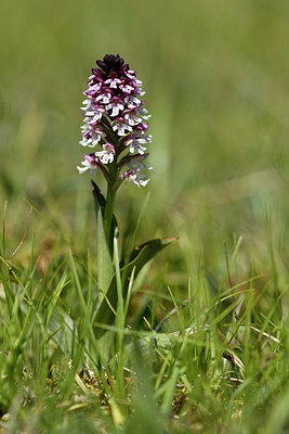 BUITEN BEELD Foto: 298009