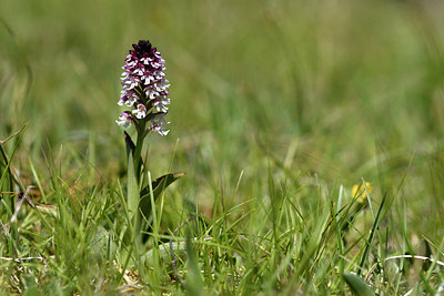 BUITEN BEELD Foto: 298010