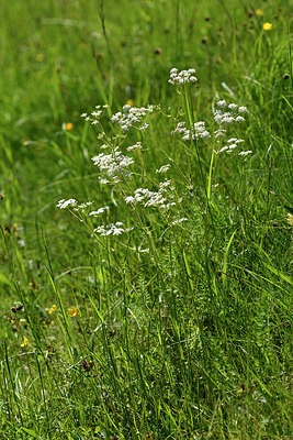 BUITEN BEELD Foto: 298011