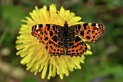 BUITEN BEELD Foto: 298015
