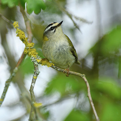 BUITEN BEELD Foto: 298017