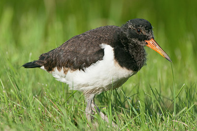 BUITEN BEELD Foto: 298019