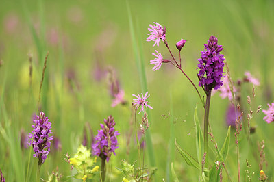 BUITEN BEELD Foto: 298025