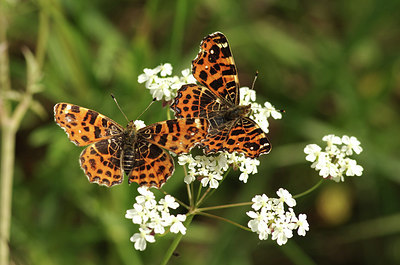 BUITEN BEELD Foto: 298030