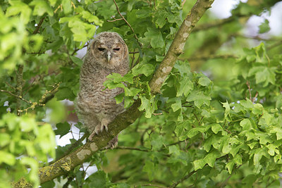 BUITEN BEELD Foto: 298045