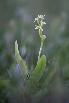 BUITEN BEELD Foto: 298052