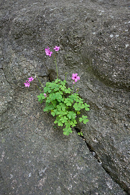 BUITEN BEELD Foto: 298061