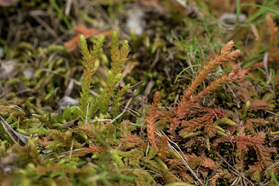BUITEN BEELD Foto: 298064