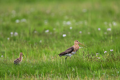 BUITEN BEELD Foto: 298070