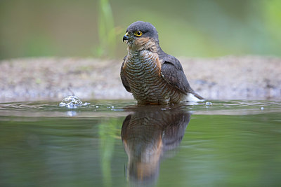 BUITEN BEELD Foto: 298074