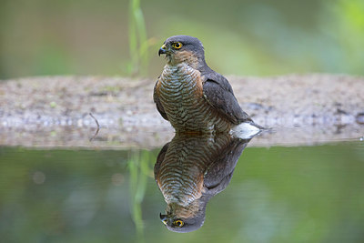 BUITEN BEELD Foto: 298075