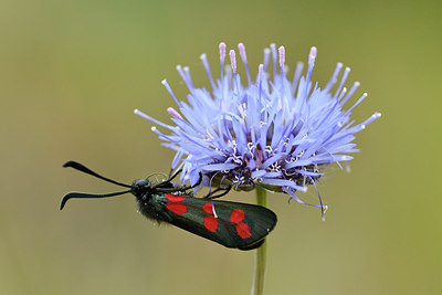 BUITEN BEELD Foto: 298085
