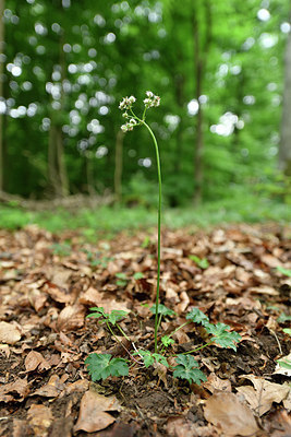 BUITEN BEELD Foto: 298088