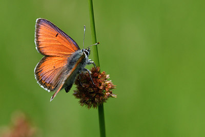 BUITEN BEELD Foto: 298091