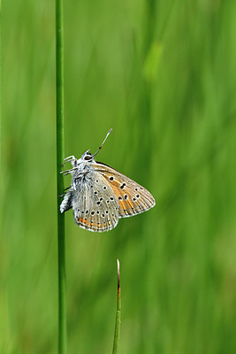 BUITEN BEELD Foto: 298093