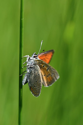 BUITEN BEELD Foto: 298094