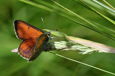 BUITEN BEELD Foto: 298096