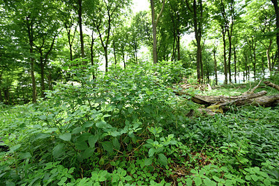 BUITEN BEELD Foto: 298097