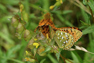 BUITEN BEELD Foto: 298106