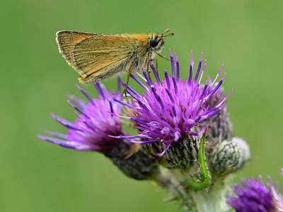 BUITEN BEELD Foto: 298114
