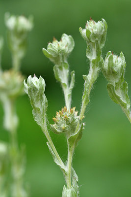 BUITEN BEELD Foto: 298117