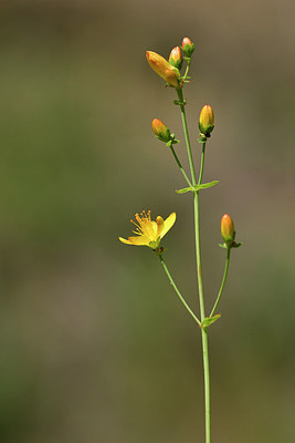 BUITEN BEELD Foto: 298119