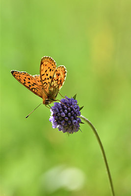 BUITEN BEELD Foto: 298124