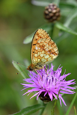 BUITEN BEELD Foto: 298130