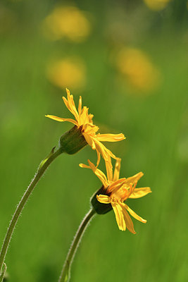 BUITEN BEELD Foto: 298131