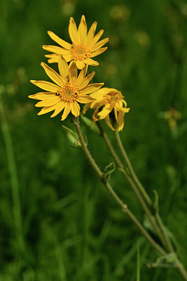 BUITEN BEELD Foto: 298135