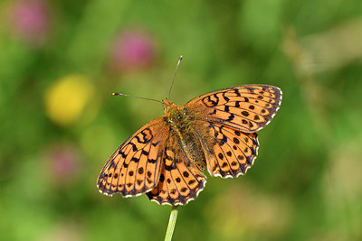 BUITEN BEELD Foto: 298140