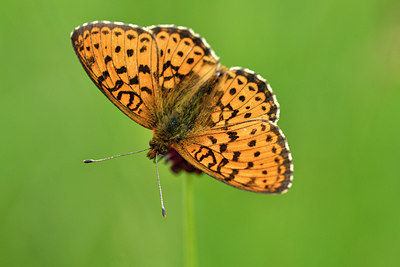 BUITEN BEELD Foto: 298142