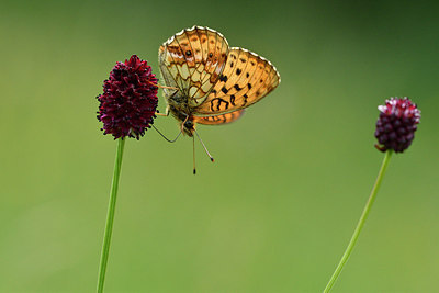 BUITEN BEELD Foto: 298144