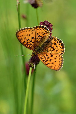 BUITEN BEELD Foto: 298148