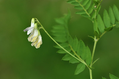 BUITEN BEELD Foto: 298149