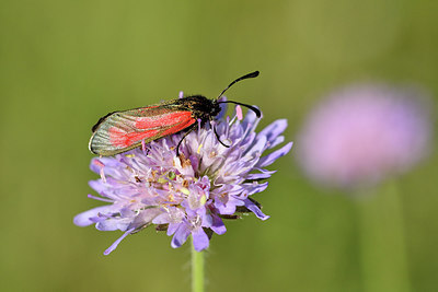 BUITEN BEELD Foto: 298158