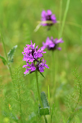 BUITEN BEELD Foto: 298159