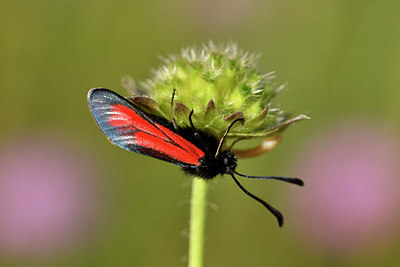 BUITEN BEELD Foto: 298168