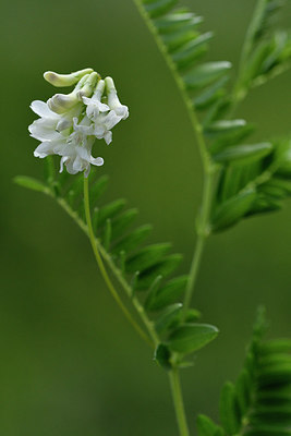 BUITEN BEELD Foto: 298169